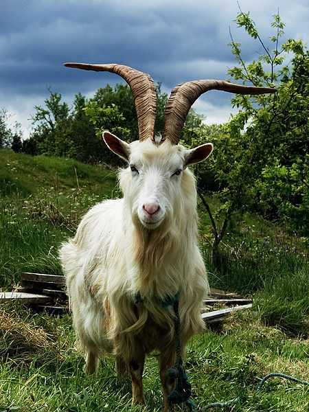450px-Irish_Goat.jpg